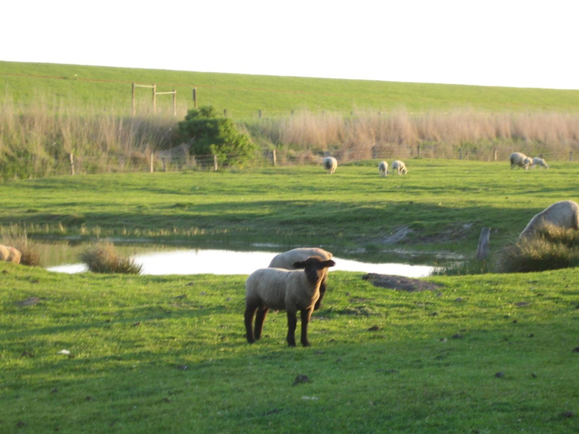 Dagebüll Haus Halligblick, Ferienwohnungen Am Wattenmeer, Whg Hamburger Hallig מראה חיצוני תמונה